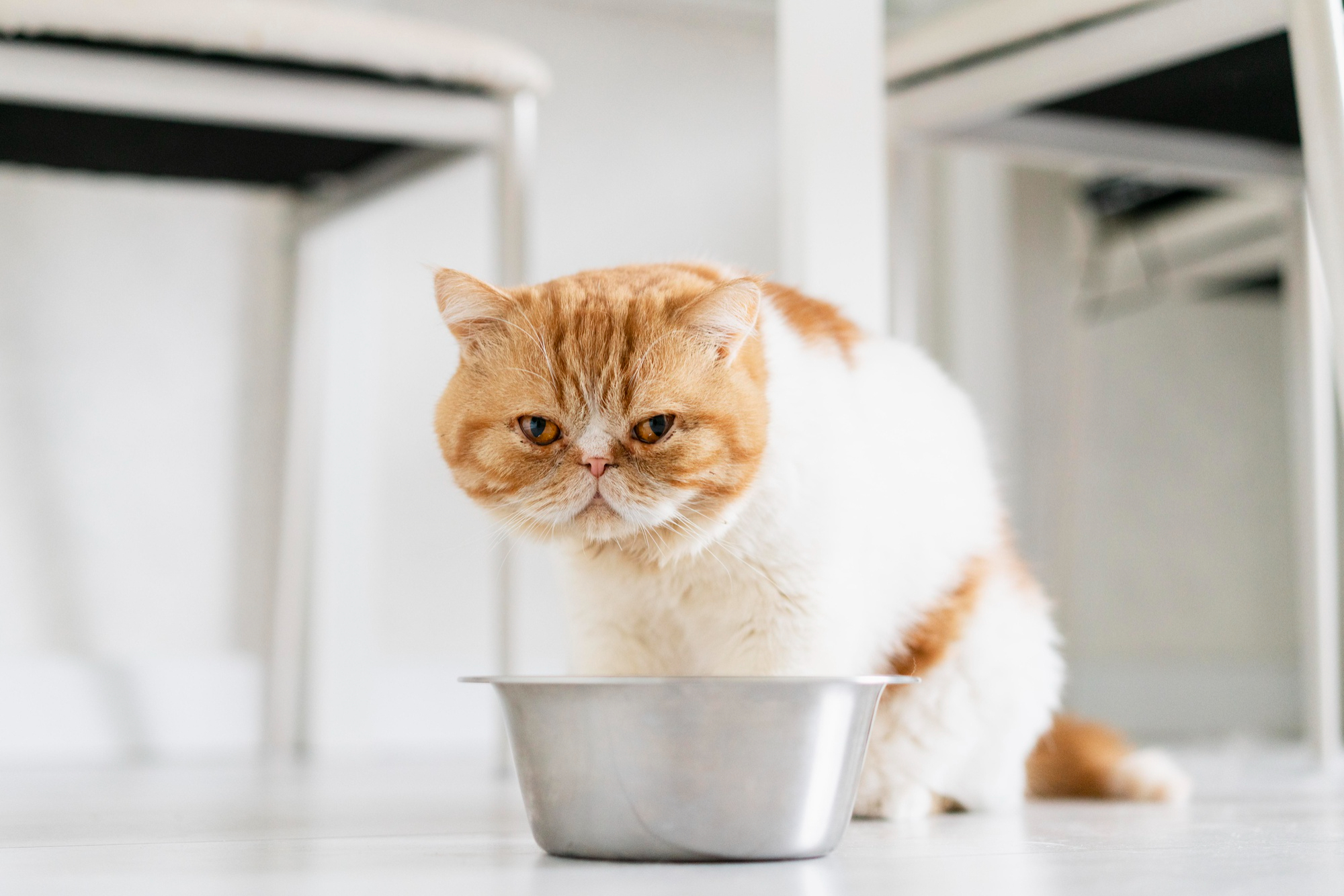 Is Cream Cheese Safe for Cats? Comprehensive Guide on Feline Diet